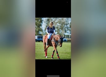 Poney de Polo, Hongre, 19 Ans, 162 cm, Bai