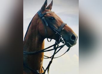 Poney de Polo, Hongre, 19 Ans, 162 cm, Bai