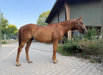 Poney de Polo, Hongre, 20 Ans, 158 cm, Alezan