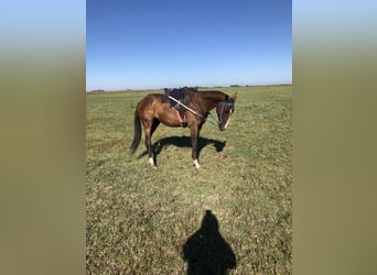 Poney de Polo Croisé, Hongre, 5 Ans, 151 cm, Bai