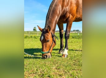 Poney de Polo, Hongre, 7 Ans, 152 cm, Bai