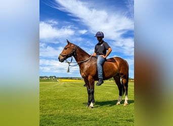 Poney de Polo, Hongre, 7 Ans, 152 cm, Bai