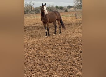 Poney de Polo Croisé, Hongre, 7 Ans, 167 cm, Bai cerise