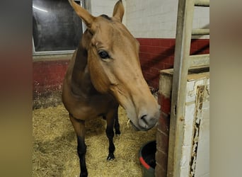 Poney de Polo, Jument, 10 Ans, 156 cm, Bai brun