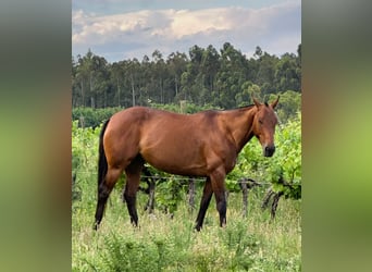 Poney de Polo, Jument, 10 Ans, 156 cm, Bai brun