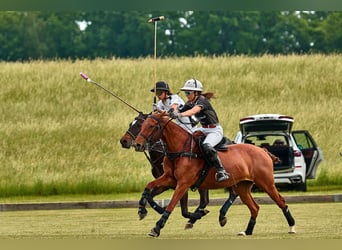 Poney de Polo, Jument, 10 Ans, Alezan