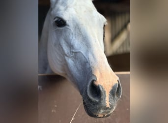Poney de Polo, Jument, 11 Ans, 148 cm, Gris