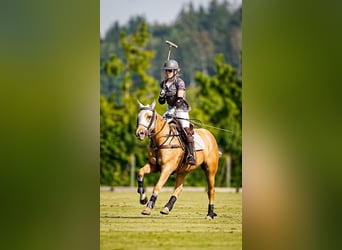 Poney de Polo, Jument, 12 Ans, Palomino
