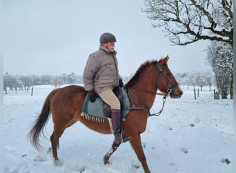 Poney de Polo, Jument, 13 Ans, 150 cm, Alezan