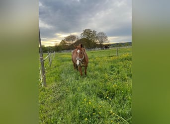 Poney de Polo, Jument, 14 Ans, 155 cm, Alezan