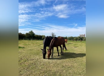 Poney de Polo Croisé, Jument, 17 Ans, 155 cm, Noir