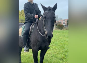 Poney de Polo Croisé, Jument, 17 Ans, 155 cm, Noir