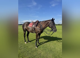 Poney de Polo, Jument, 18 Ans, Bai brun foncé