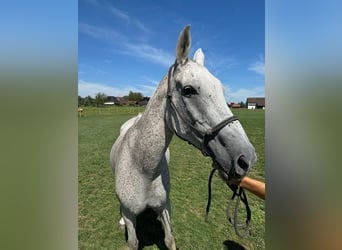 Poney de Polo, Jument, 21 Ans, 153 cm, Gris pommelé