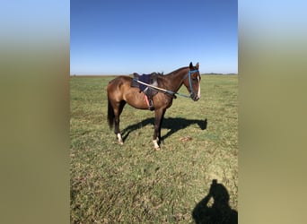 Poney de Polo Croisé, Jument, 6 Ans, 151 cm, Alezan brûlé