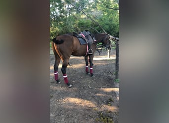 Poney de Polo, Jument, 6 Ans, 153 cm, Bai