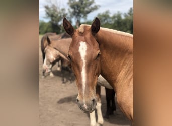 Poney de Polo, Jument, 7 Ans, 152 cm, Palomino