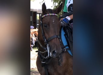 Poney de Polo, Jument, 7 Ans, 155 cm, Bai