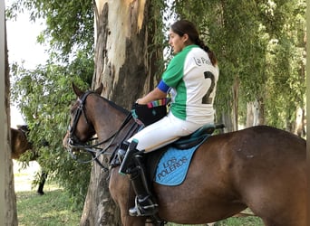 Poney de Polo, Jument, 7 Ans, 155 cm, Bai