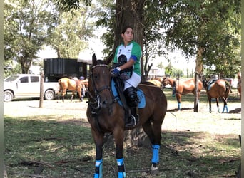 Poney de Polo, Jument, 7 Ans, 155 cm, Bai