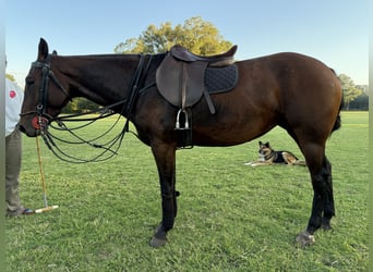 Poney de Polo, Jument, 7 Ans, 155 cm, Bai
