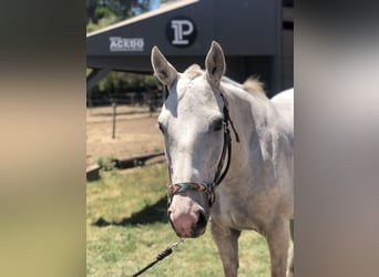 Poney de Polo, Jument, 8 Ans, 152 cm, Gris