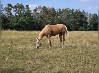 Poney de Polo, Jument, 8 Ans, Palomino