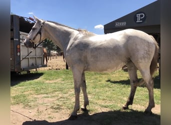 Poney de Polo, Jument, 9 Ans, 152 cm, Gris
