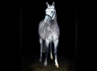 Poney de selle allemand, Étalon, 10 Ans, 147 cm, Gris (bai-dun)