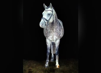 Poney de selle allemand, Étalon, 10 Ans, 147 cm, Gris (bai-dun)