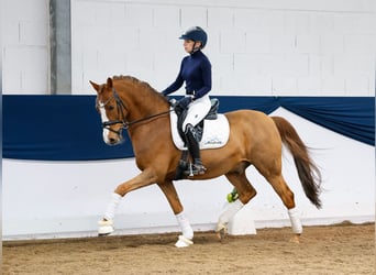 Poney de selle allemand, Étalon, 11 Ans, 148 cm, Alezan brûlé