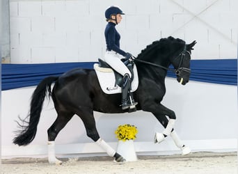 Poney de selle allemand, Étalon, 13 Ans, 153 cm, Noir