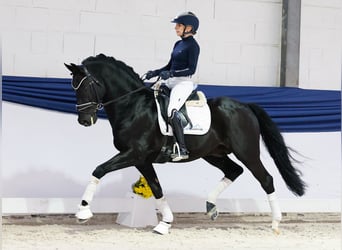 Poney de selle allemand, Étalon, 13 Ans, 153 cm, Noir