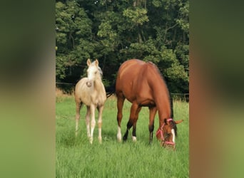 Poney de selle allemand, Étalon, 14 Ans, 147 cm, Palomino