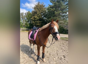 Poney de selle allemand, Étalon, 15 Ans, 142 cm, Alezan
