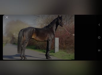 Poney de selle allemand, Étalon, 15 Ans, 148 cm, Bai brun foncé