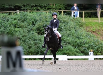 Poney de selle allemand, Étalon, 17 Ans, 146 cm, Bai brun foncé