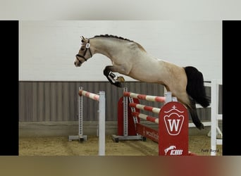 Poney de selle allemand, Étalon, 17 Ans, 150 cm, Isabelle