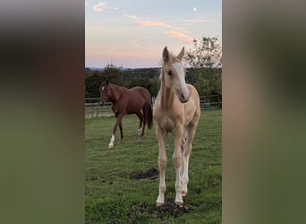 Poney de selle allemand, Étalon, 1 Année, 138 cm, Palomino