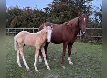 Poney de selle allemand, Étalon, 1 Année, 138 cm, Palomino