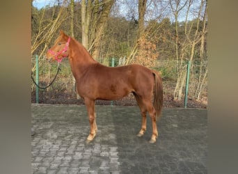 Poney de selle allemand, Étalon, 1 Année, 143 cm, Alezan