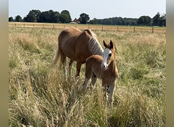 Poney de selle allemand, Étalon, 1 Année, 145 cm, Alezan
