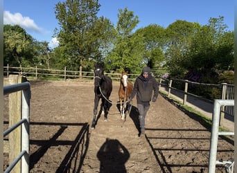 Poney de selle allemand, Étalon, 1 Année, 145 cm, Alezan