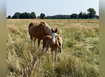 Poney de selle allemand, Étalon, 1 Année, 145 cm, Alezan