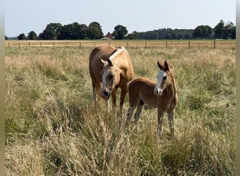 Poney de selle allemand, Étalon, 1 Année, 145 cm, Alezan