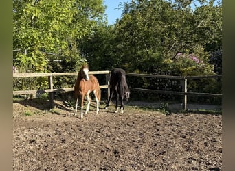 Poney de selle allemand, Étalon, 1 Année, 145 cm, Alezan