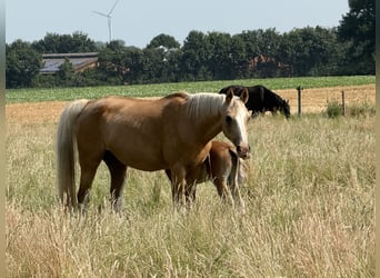 Poney de selle allemand, Étalon, 1 Année, 145 cm, Alezan
