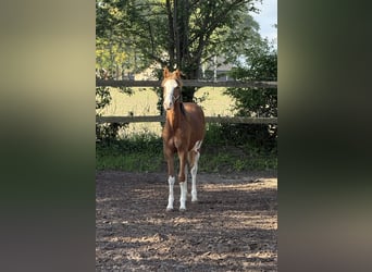 Poney de selle allemand, Étalon, 1 Année, 145 cm, Alezan