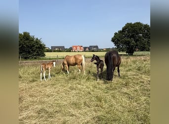 Poney de selle allemand, Étalon, 1 Année, 145 cm, Alezan