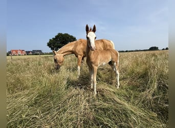 Poney de selle allemand, Étalon, 1 Année, 145 cm, Alezan